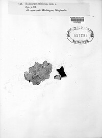 Dermatocarpon miniatum image